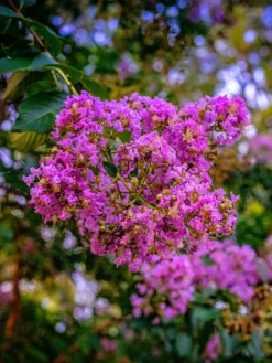 SN Crape Myrtle - Southern Living™ Miss Sandra