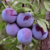 SN FRUIT COLLECTION Plum Trees - Morris
