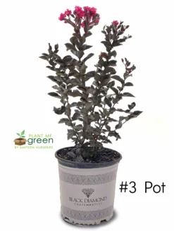 SN Crape Myrtle - Black Diamond Mystic Magenta FLOWERING COLLECTION