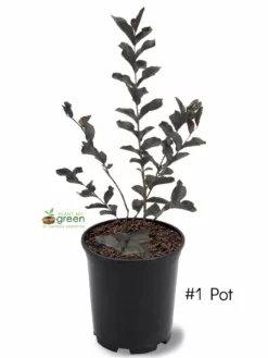 SN Crape Myrtle - Black Diamond Mystic Magenta FLOWERING COLLECTION