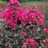 SN Crape Myrtle - Black Diamond Mystic Magenta FLOWERING COLLECTION