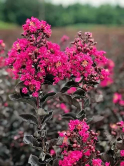 SN Crape Myrtle - Black Diamond Mystic Magenta FLOWERING COLLECTION