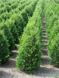 SN EVERGREEN COLLECTION Holly - Needlepoint