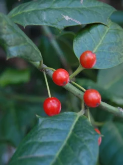 SN EVERGREEN COLLECTION Holly - Nellie R. Stevens