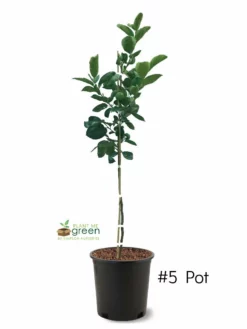 SN Persimmon Trees - Nikita's Gift (Astringent)