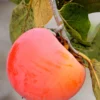 SN Persimmon Trees - Nikita's Gift (Astringent)