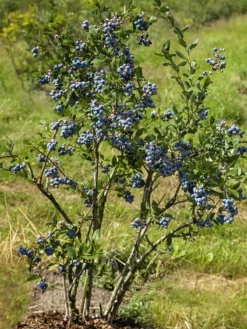 SN Blueberry - Chandler (Northern Highbush)