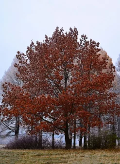 SN Oak - Northern Red SHADE COLLECTION