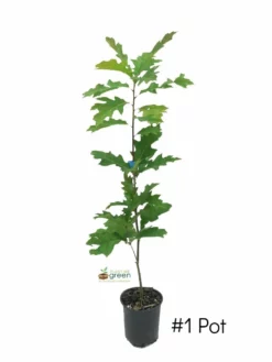 SN Oak - Northern Red SHADE COLLECTION