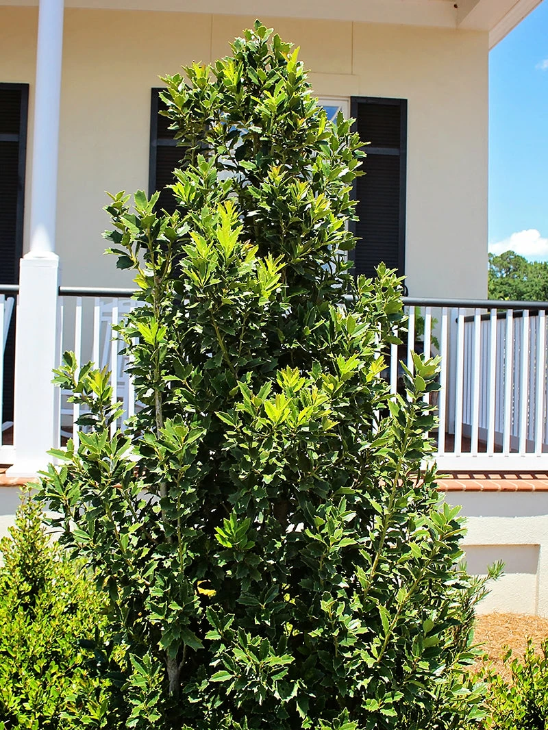 SN EVERGREEN COLLECTION Holly - Oak Leaf™