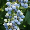 SN Blueberry - Ochlockonee (Rabbit Eye) Blueberries