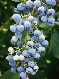 SN Blueberry - Ochlockonee (Rabbit Eye) Blueberries