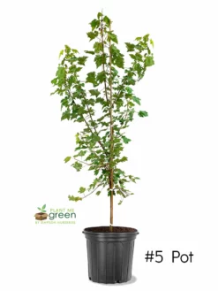 SN Maple - October Glory