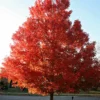SN Maple - October Glory