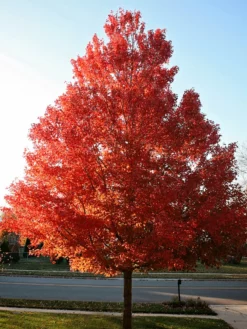 SN Maple - October Glory