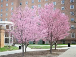 SN Cherry - Okame (Flowering) FLOWERING COLLECTION
