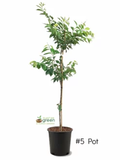 SN Cherry - Okame (Flowering) FLOWERING COLLECTION