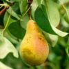 SN Pear Trees - Orient