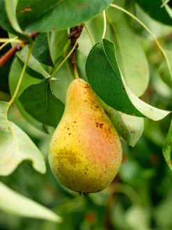 SN Pear Trees - Orient