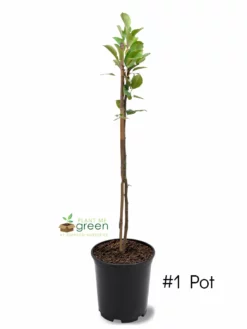 SN Pear Trees - Orient