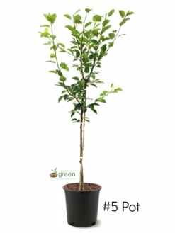 SN Pear Trees - Orient