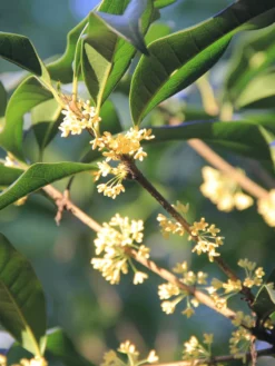 SN Osmanthus Fragrans - Tea Olive FLOWERING COLLECTION