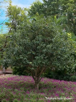 SN Osmanthus Fragrans - Tea Olive FLOWERING COLLECTION
