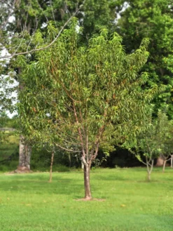 SN FRUIT COLLECTION Peach Trees - Flordaking