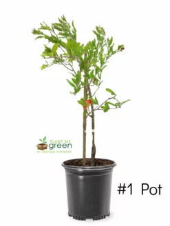 SN FRUIT COLLECTION Pomegranate Trees - Parfianka