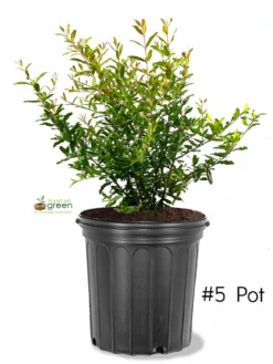 SN FRUIT COLLECTION Pomegranate Trees - Parfianka