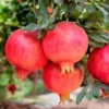 SN FRUIT COLLECTION Pomegranate Trees - Parfianka