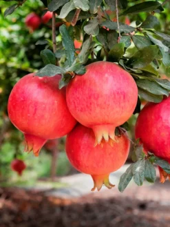 SN FRUIT COLLECTION Pomegranate Trees - Parfianka