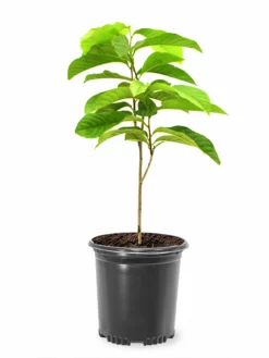 SN FRUIT COLLECTION Paw Paw Trees - Seedling