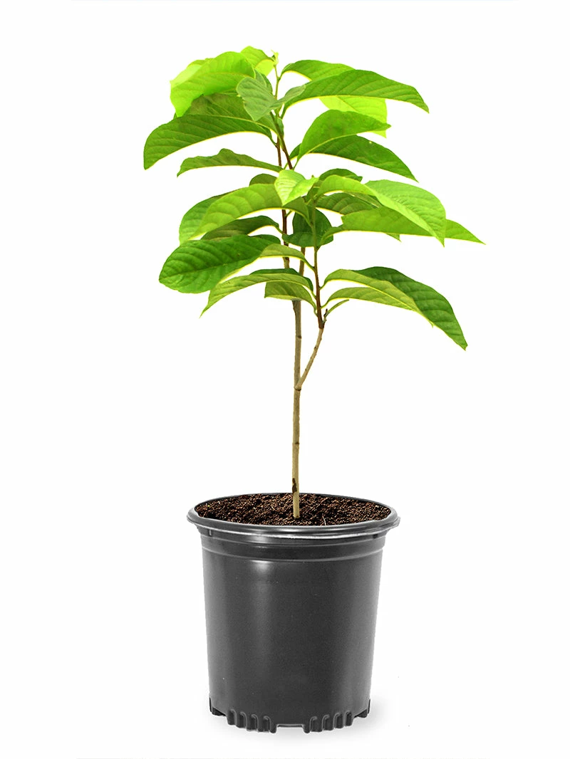 SN FRUIT COLLECTION Paw Paw Trees - Seedling