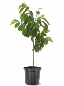 SN FRUIT COLLECTION Paw Paw Trees - Seedling