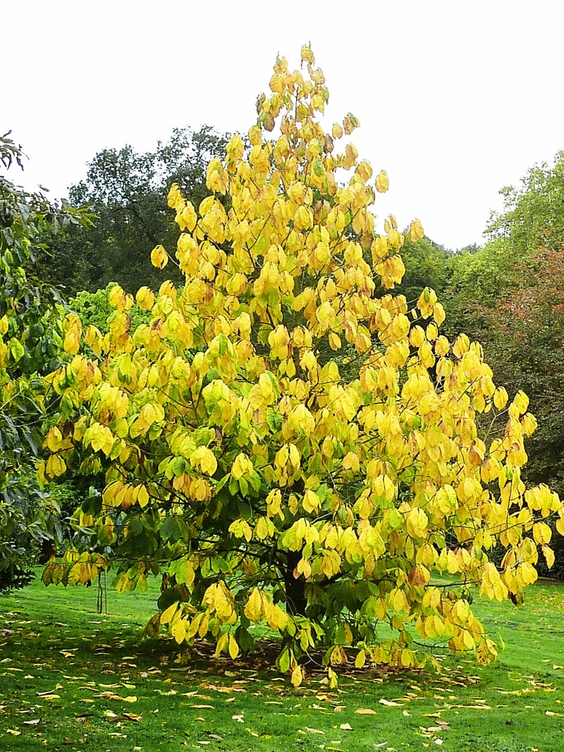 SN FRUIT COLLECTION Paw Paw Trees - Seedling