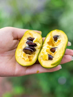 SN FRUIT COLLECTION Paw Paw Trees - Seedling