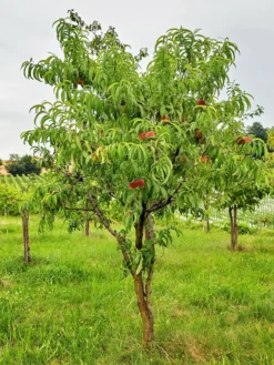 SN FRUIT COLLECTION Peach Trees - Winblo