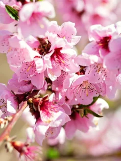 SN Peach Trees - Sunny J