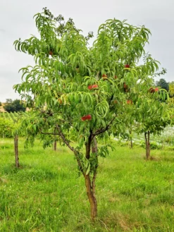 SN Peach Trees - Elberta