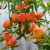 SN FRUIT COLLECTION Peach Trees - Red Haven