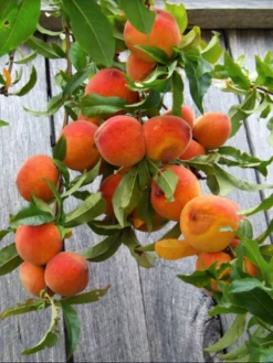SN FRUIT COLLECTION Peach Trees - Red Haven