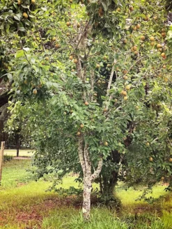 SN Pear Trees - Shinko