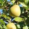 SN Pear Trees - Hood FRUIT COLLECTION