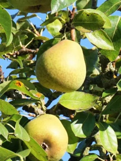 SN Pear Trees - Hood FRUIT COLLECTION