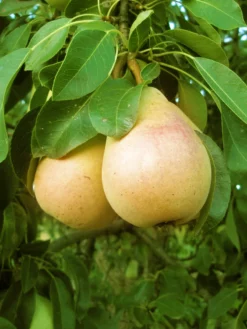 SN Pear Trees - Pineapple FRUIT COLLECTION