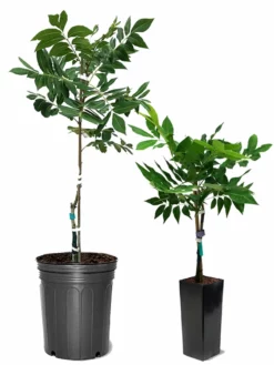 SN Pecan Trees - Kiowa (Type 2)