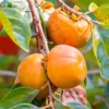 SN Persimmon Trees - Fuyugaki (Non-Astringent) FRUIT COLLECTION