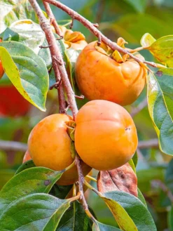 SN Persimmon Trees - Fuyugaki (Non-Astringent) FRUIT COLLECTION