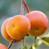 SN Persimmon Trees - Imoto Fuyu (Non-Astringent)